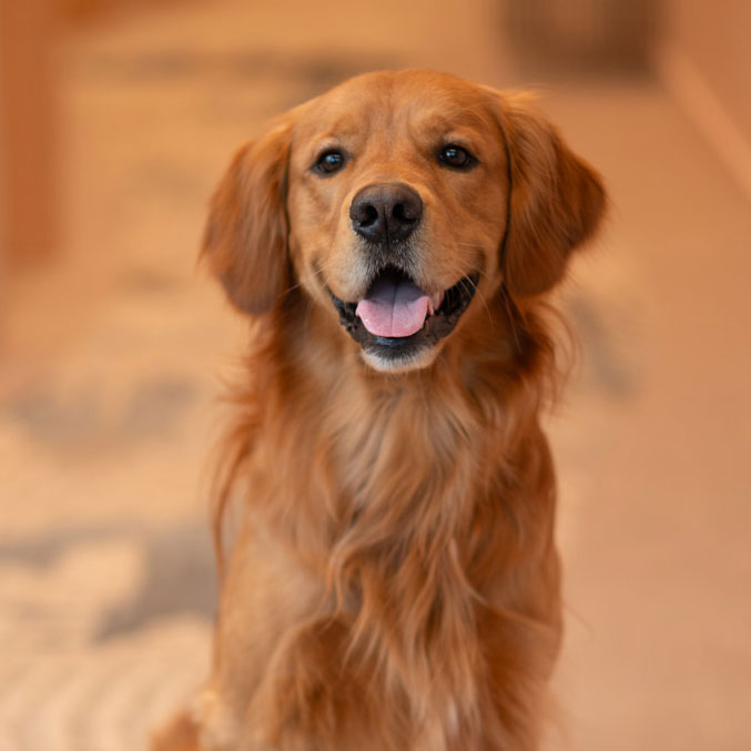 Gus